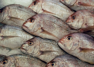 Quantidade de peixe capturado em 2016 foi a 2.ª mais baixa desde 1969