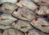 Quantidade de peixe capturado em 2016 foi a 2.ª mais baixa desde 1969