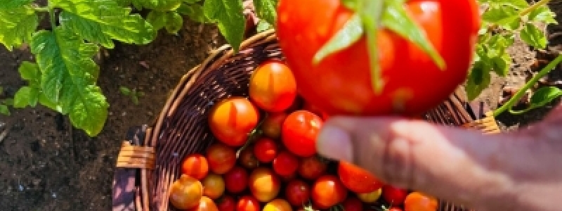 A onda de choque do tomate