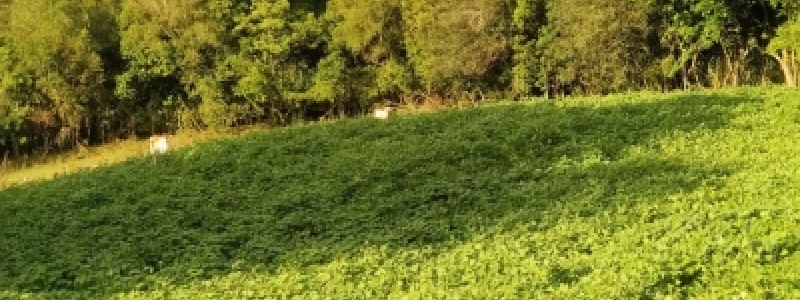 Sinergia entre florestas e...