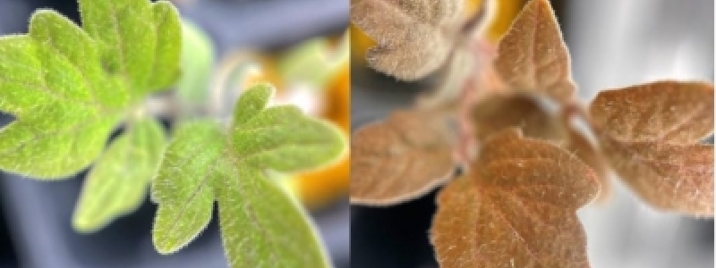 OGM | Tomate "inteligente" muda de...