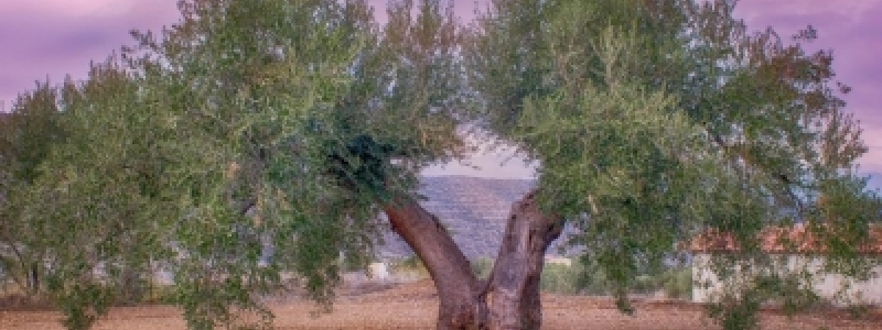 26 de novembro | Dia Mundial da...