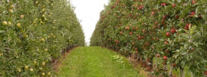 A eficiência hídrica na agricultura...