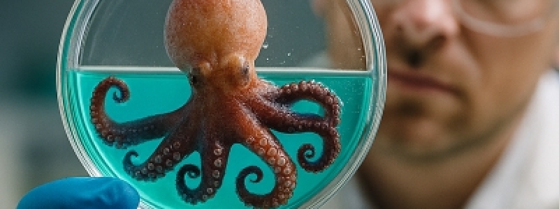 CellBlue | Projeto desenvolve...